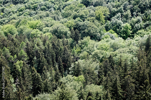 Wald in der S  chsischen Schweiz