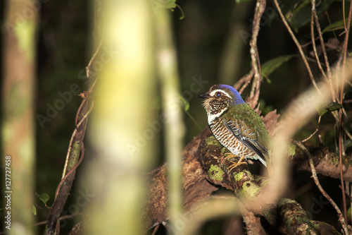 Scaly Ground-roller, Brachypteracias squamigera, in the forest, Madagascar photo