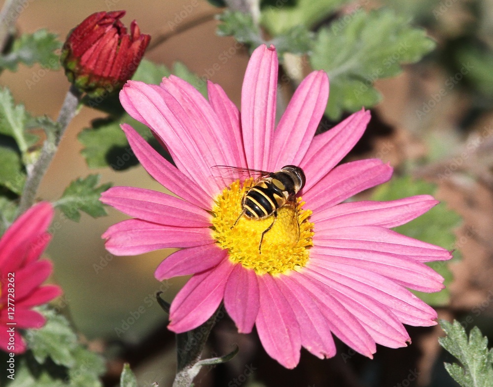 Fototapeta premium Fall Flowers