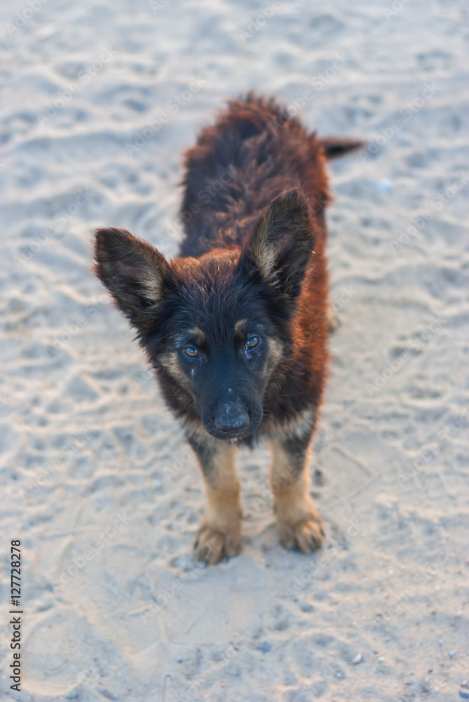 beautiful stray dog on the sand in the morning beautiful stray dog on the sand in the morning