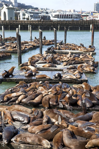 Resting napping seals at Pier 39 on San Francisco Bay. Vertical.