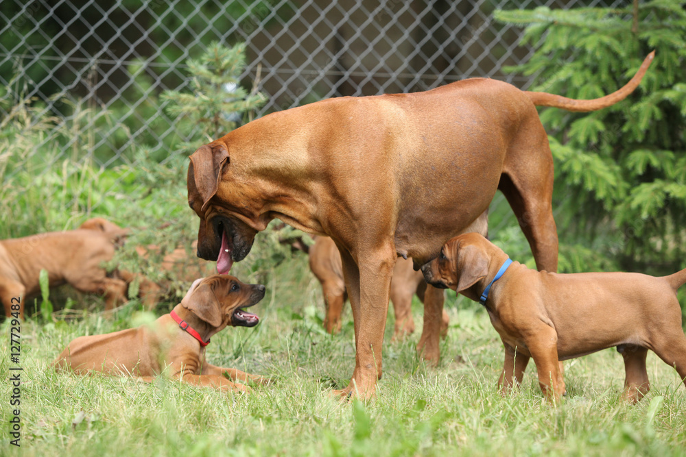 Rhodesian ridgeback with puppies in the garden Rhodesian ridgeback with puppies in the garden