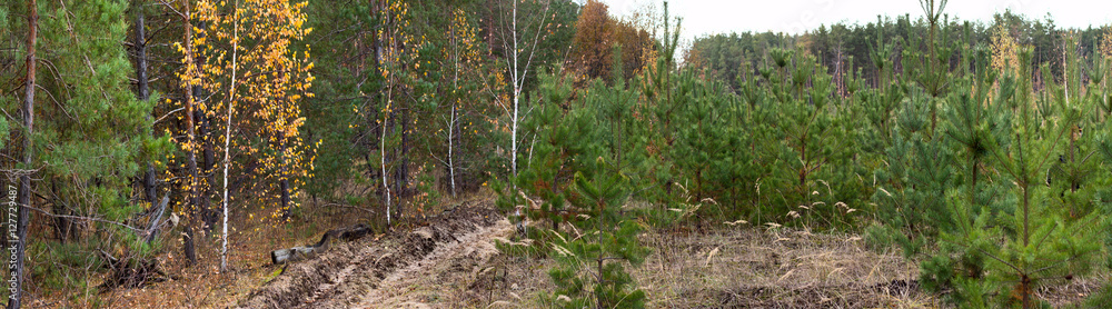 Dirt road in the autumn forest -- autumn landscape, banner, panorama Dirt road in the autumn forest -- autumn landscape, banner, panorama