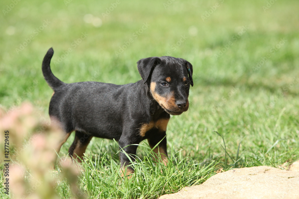 Beautiful puppy of German Hunting Terrier Beautiful puppy of German Hunting Terrier