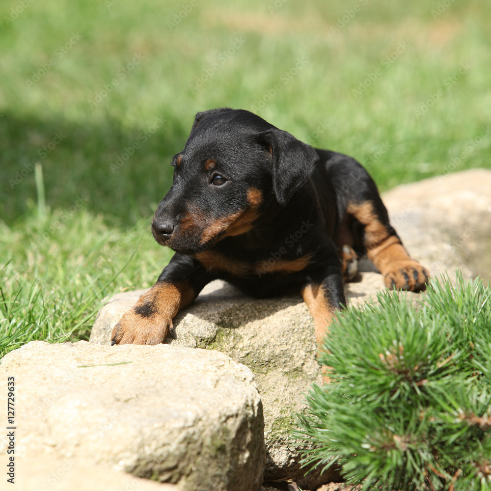 Beautiful puppy of German Hunting Terrier Beautiful puppy of German Hunting Terrier