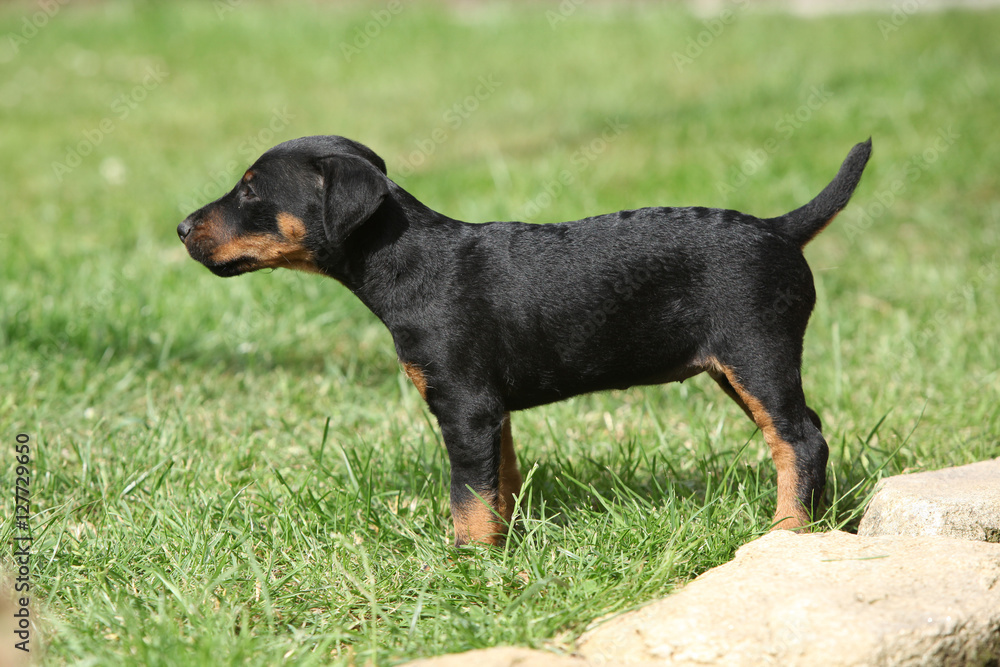 Beautiful puppy of German Hunting Terrier Beautiful puppy of German Hunting Terrier