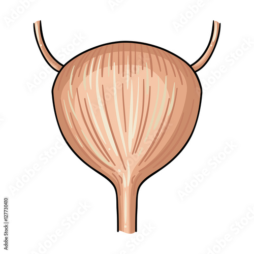 Human urinary bladder icon in cartoon style isolated on white background. Human organs symbol stock vector illustration.