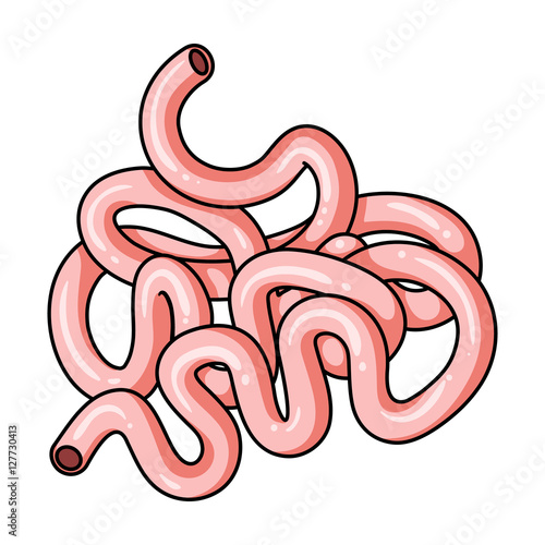 Human small intestine icon in cartoon style isolated on white background. Human organs symbol stock vector illustration.