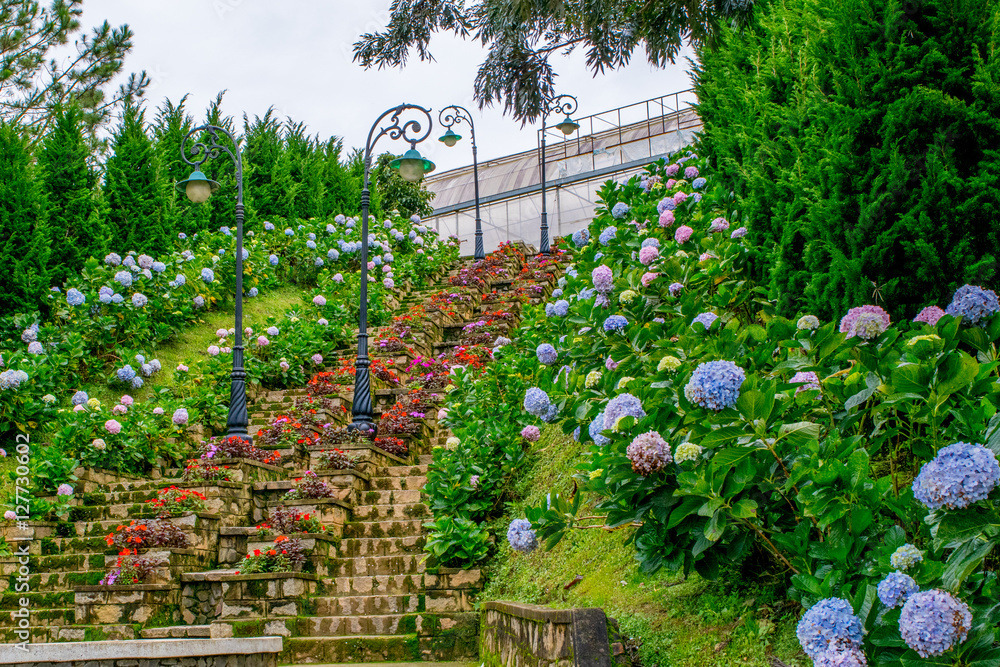 Stone ladder decorated by flowers of hydrangea in park of flowers Dalat Vietnam