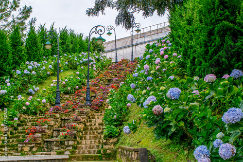Obraz na płótnie Stone ladder decorated by flowers of hydrangea in park of flowers Dalat Vietnam w salonie