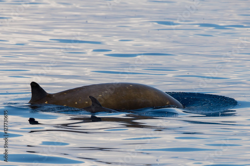 Rare Goose Beaked whale dolphin Ziphius cavirostris photo