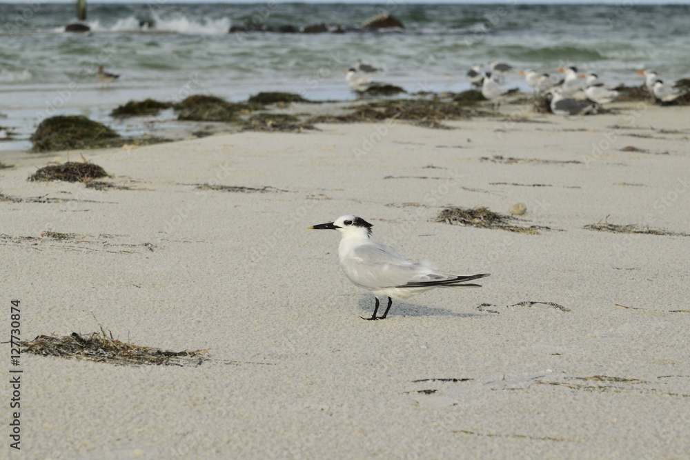 Gull shore bird on the beach in Florida Gull shore bird on the beach in Florida