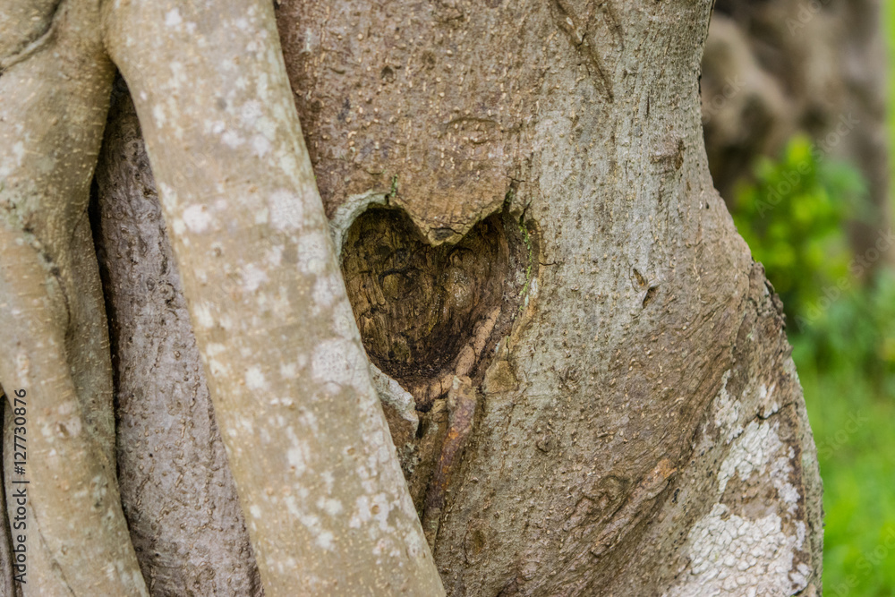 Stem of a tree with cutout heart love and romance symbol