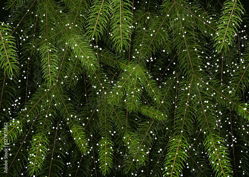 Background of Christmas tree branches