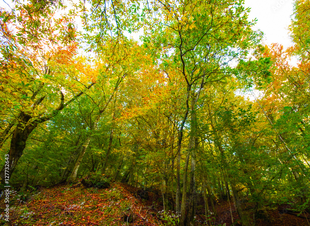 Obraz premium background texture of autumn leaf background / Autumn trees in the forest / Beautiful Colorful Autumn Leaves / autumn season