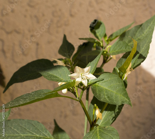 Fotografie Pepper flower