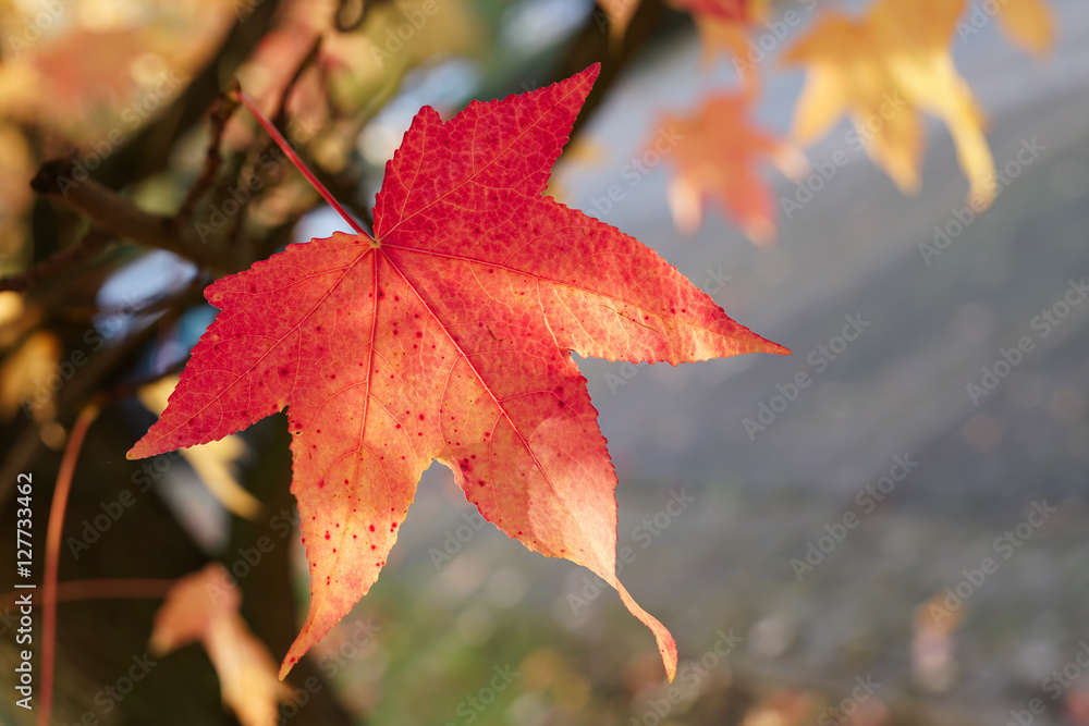 Ahornblatt mit Herbstfärbung in einem Park Ahornblatt mit Herbstfärbung in einem Park