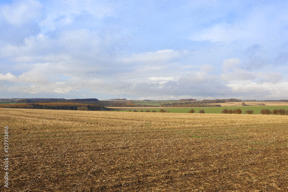 harvest landscape