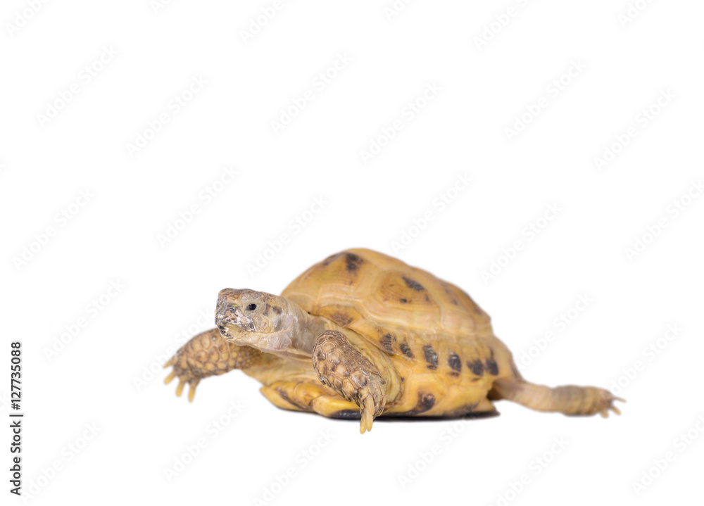 Naklejka premium Ill turtle with rickets on white background