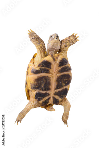 Ill turtle with rickets on white background flying