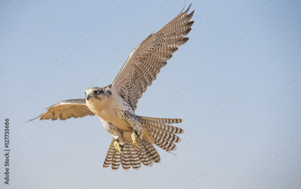 Fototapeta premium Peregrine Falcon flying near Dubai