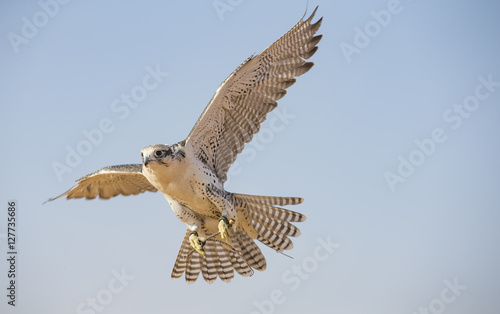 Obraz na plátně Peregrine Falcon flying  near Dubai