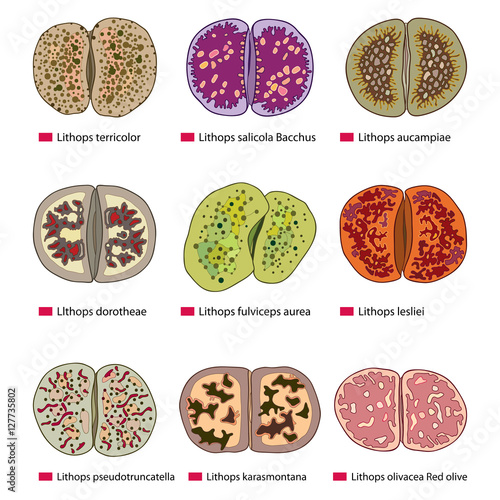 Vector illustration with set of outline Lithops or living stones isolated on white background. Series of different succulent plants in contour style for summer design.