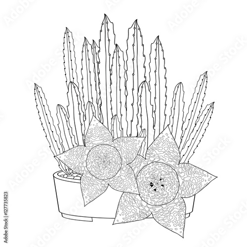 Vector illustration of outline Stapelia flower and leaves in black in the round pot isolated on white background. Series of succulent plants in contour style for floral design and coloring book.