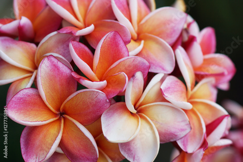 Plumeria flower Mixed color of orange and pink