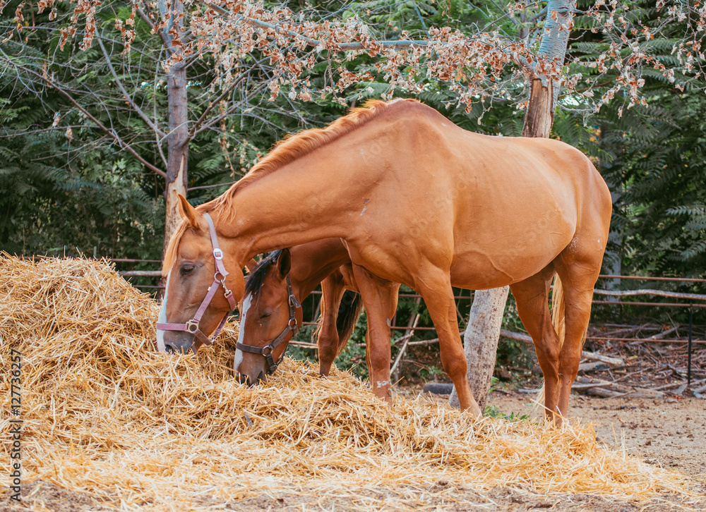 Brown and gray horses eating a hay at ranch summertime. Horses chewing