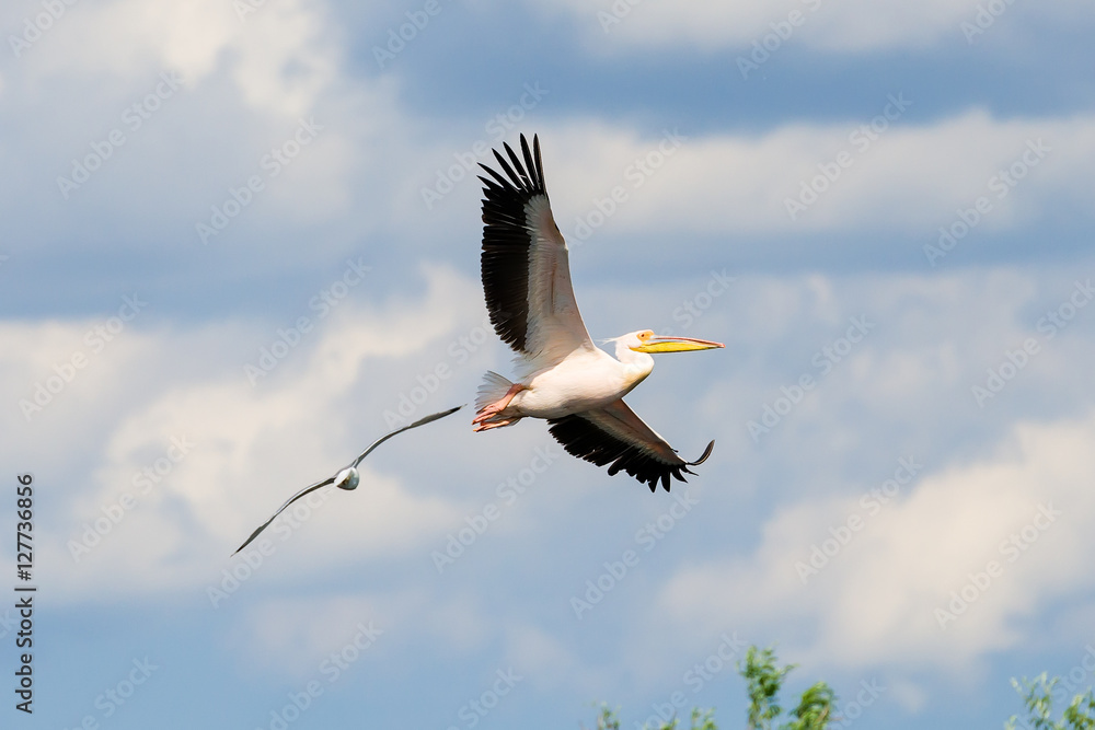 Obraz premium Pelican in flight