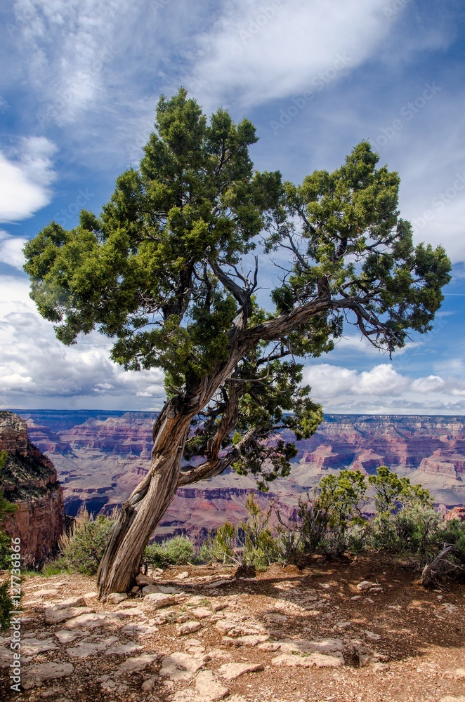 Tree on the rim of the Grand canyon