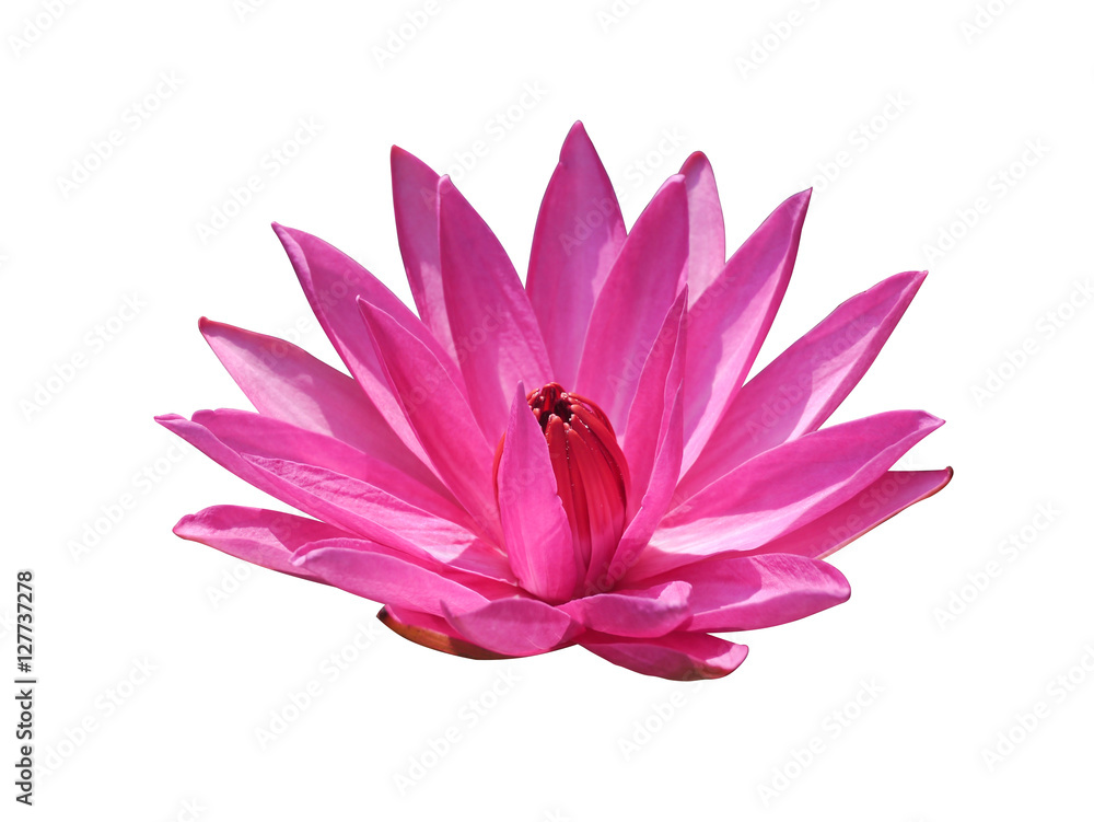 Beautiful pink water lily flower