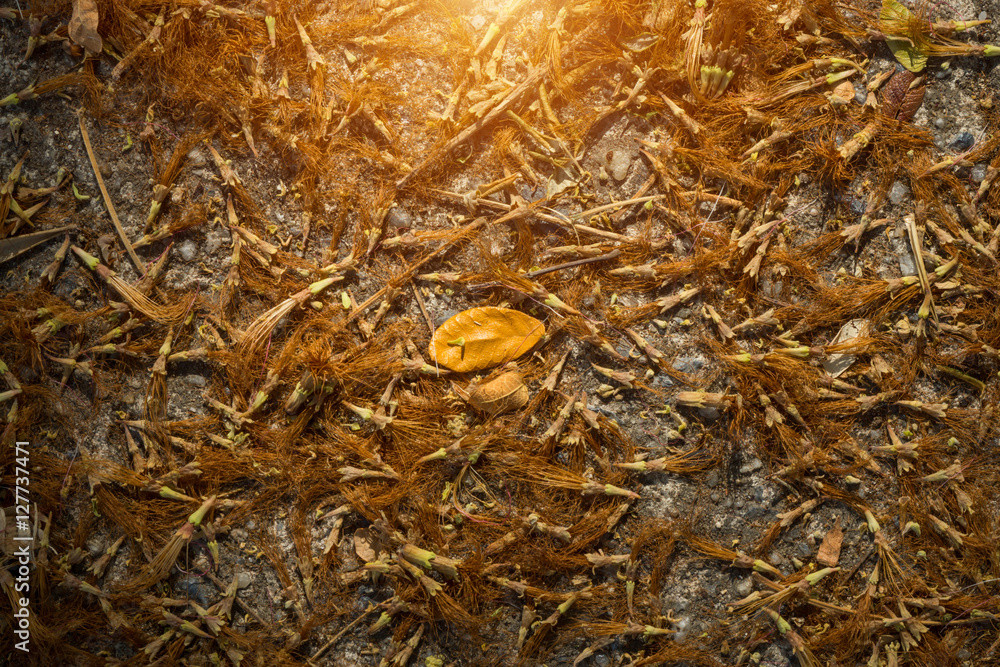 Dried flowers of Rain Tree fell on the floor. Dried flowers of Rain Tree fell on the floor.