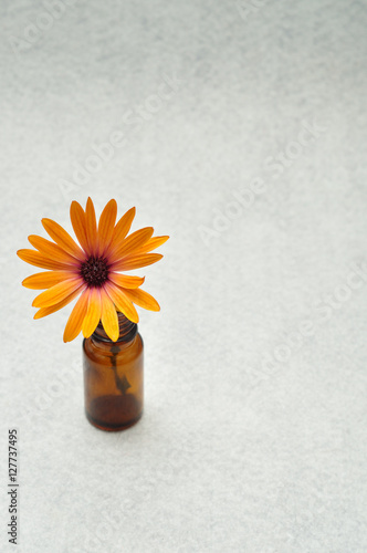 An orange daisy in a little brown pot 
