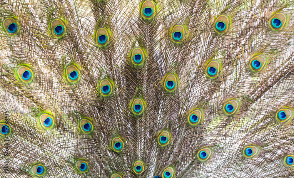 Obraz premium Beautiful peacock feather