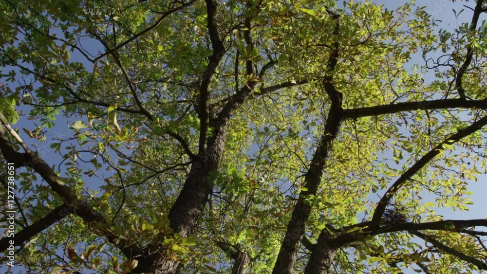 A shot looking overhead to trees with branches and leaves basking in the moring light. 4k. Slow motion. A shot looking overhead to trees with branches and leaves basking in the moring light. 4k. Slow motion.