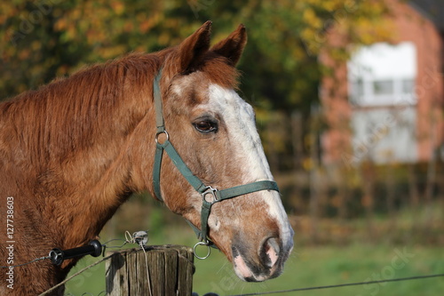 Horse photo