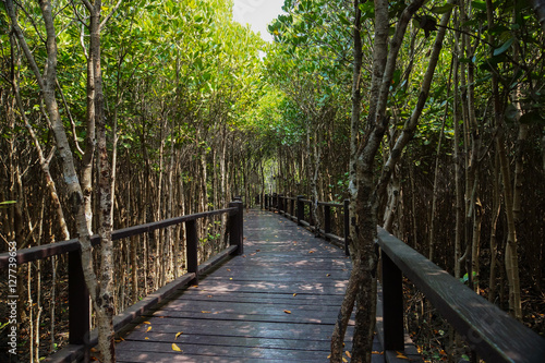 Natural mangrove walkway. Thailand travel.