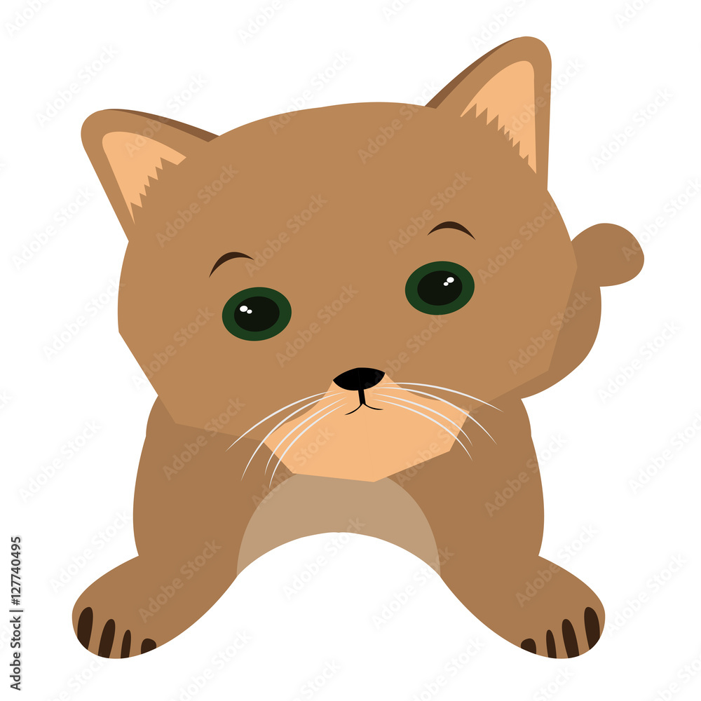 Isolated cat Isolated cat