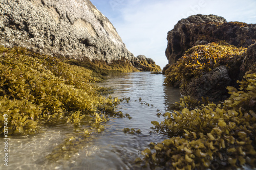 Yellow Seaweed. (Sargassum sp.)