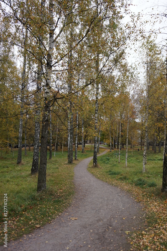 Obraz premium Path among birch trees