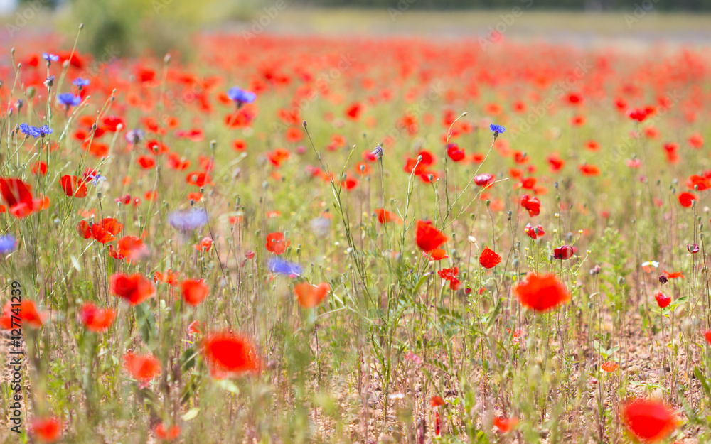 Early spring poppy flowers,blurred background / flower blurry background