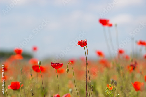 Early spring poppy flowers blurred background   flower blurry background