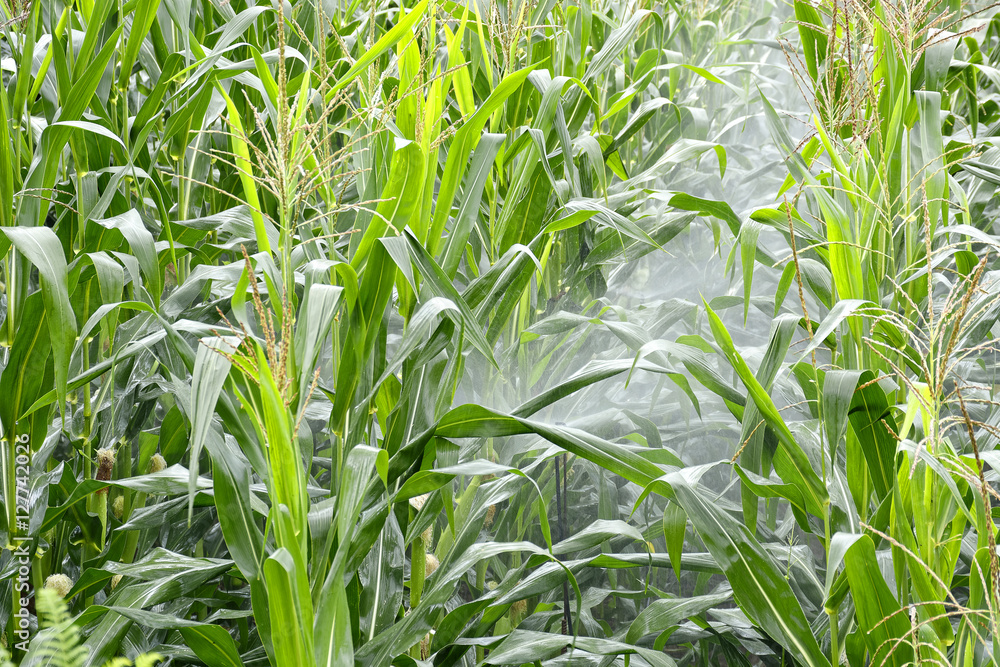 field corn viewing,field corn picture,field corn image field corn viewing,field corn picture,field corn image