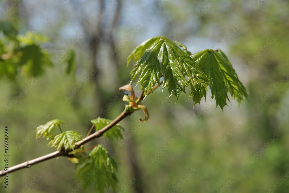 Young green leavesof maple. Young green leavesof maple.