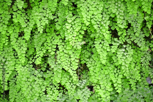 Fototapeta Naklejka Na Ścianę i Meble -  climbing green plant viewing,climbing green plant picture,climbing gree plant image