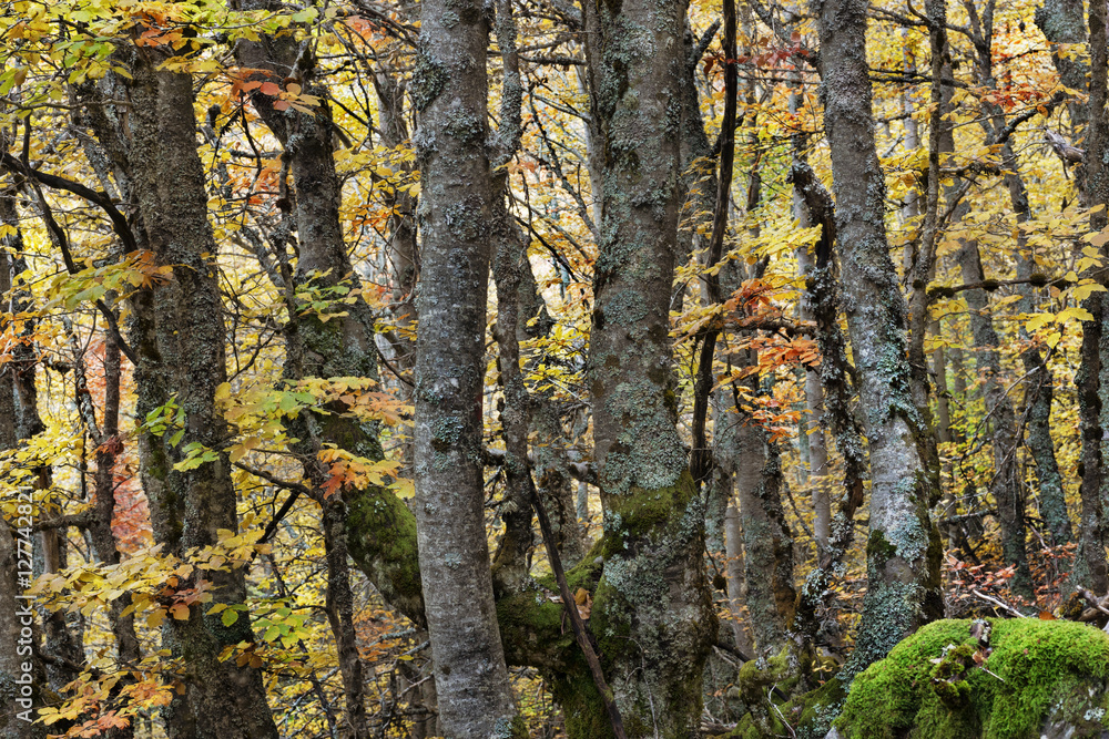 Bosque de hayas situado en la frontera natural entre las provincias de Guadalajara y Segovia (España). Durante la estación de otoño se puede apreciar en todo su esplendor de colores. Bosque de hayas situado en la frontera natural entre las provincias de Guadalajara y Segovia (España). Durante la estación de otoño se puede apreciar en todo su esplendor de colores.