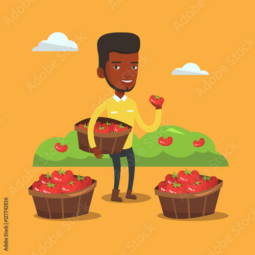 Farmer collecting tomatos vector illustration.