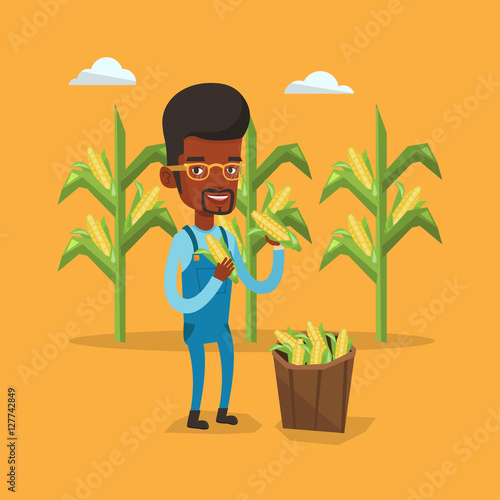 Farmer collecting corn vector illustration.